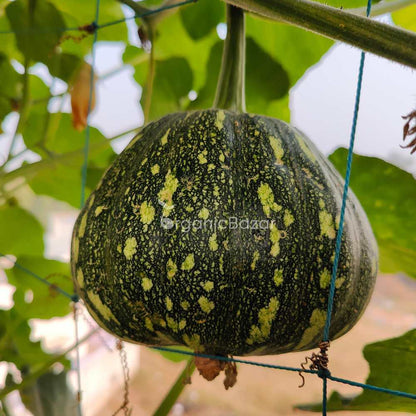 Winter Squash (Pumpkin) Seeds (10 Seeds) Easy To grow, High Germination, High Yield Seeds for Home Gardening