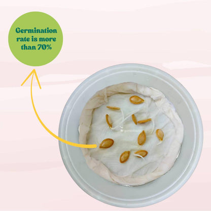 Winter Squash (Pumpkin) Seeds (10 Seeds) Easy To grow, High Germination, High Yield Seeds for Home Gardening