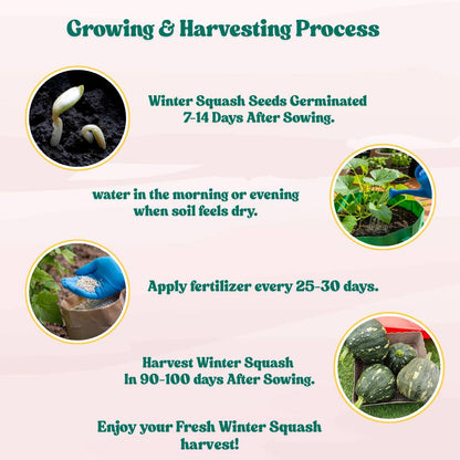 Winter Squash (Pumpkin) Seeds (10 Seeds) Easy To grow, High Germination, High Yield Seeds for Home Gardening