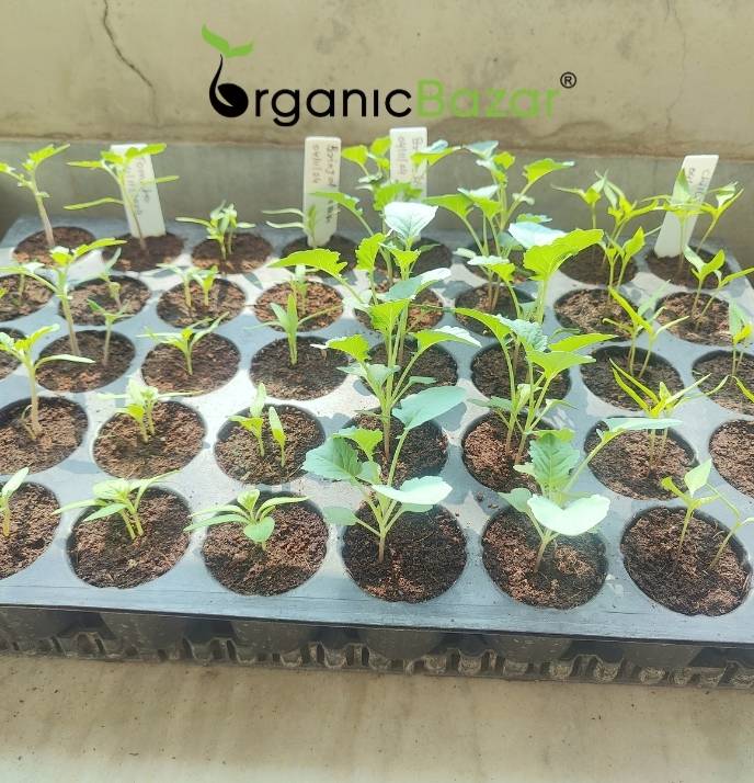 Winter Season Vegetables Seeds Kit – 20 Best Winter Vegetable Seeds for Terrace Gardening 🌱❄️