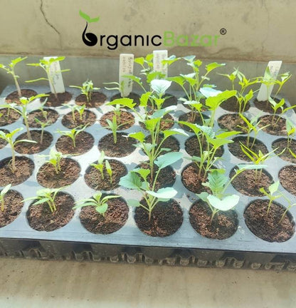 Winter Season Vegetables Seeds Kit – 20 Best Winter Vegetable Seeds for Terrace Gardening 🌱❄️