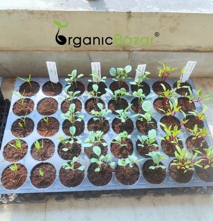 Winter Season Vegetables Seeds Kit – 20 Best Winter Vegetable Seeds for Terrace Gardening 🌱❄️