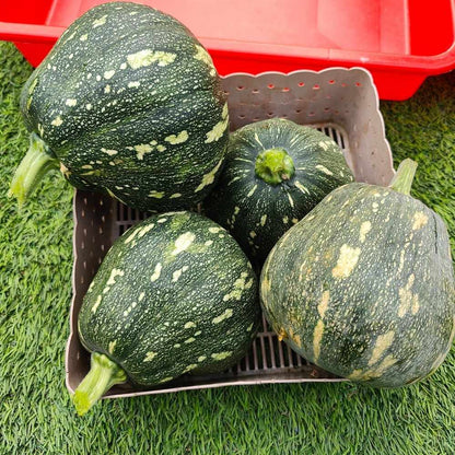 Winter Squash (Pumpkin) Seeds (10 Seeds) Easy To grow, High Germination, High Yield Seeds for Home Gardening