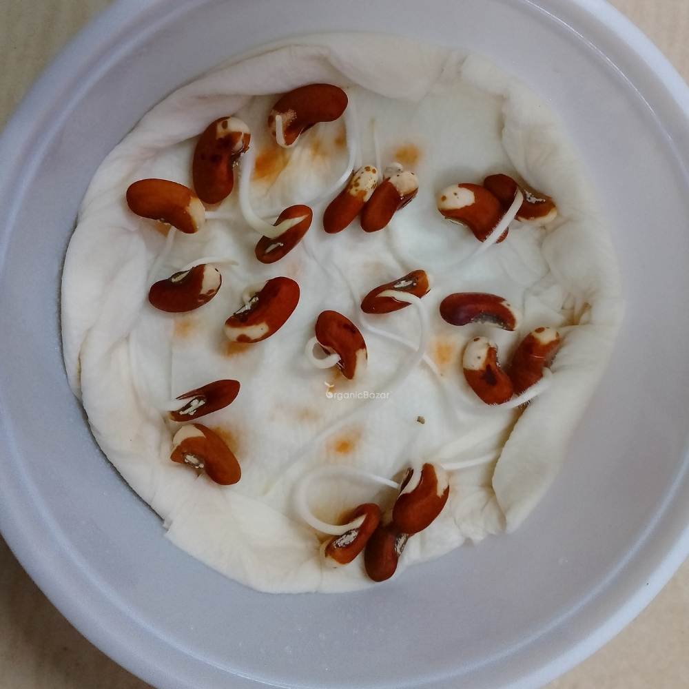 Yard Long Beans Seeds - 20 Seeds (यार्ड लॉन्ग बीन्स के बीज)