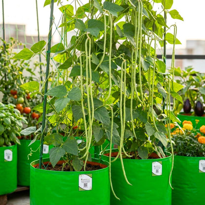 Yard Long Beans Seeds - 20 Seeds (यार्ड लॉन्ग बीन्स के बीज)