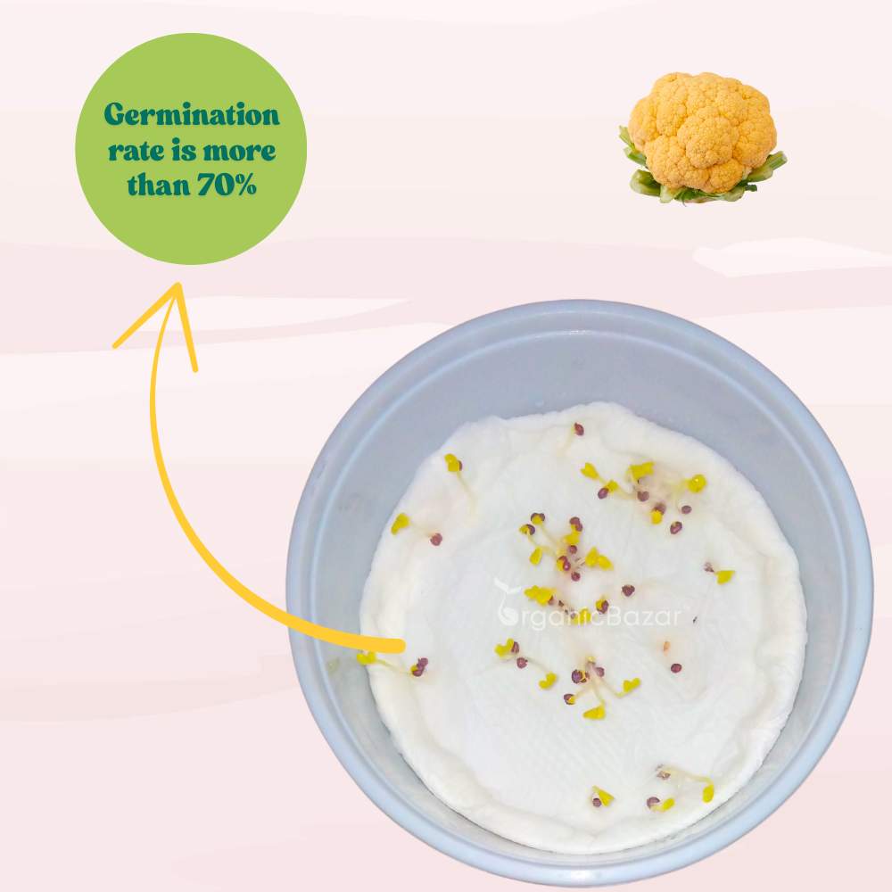 Yellow Cauliflower (Pili Phool Gobhi) Seeds - 40 Seeds (पीली गोभी के बीज) High Germination /Easy to Grow/Ideal for Terrace/Kitchen Gardening