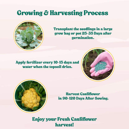 Yellow Cauliflower (Pili Phool Gobhi) Seeds - 40 Seeds (पीली गोभी के बीज) High Germination /Easy to Grow/Ideal for Terrace/Kitchen Gardening