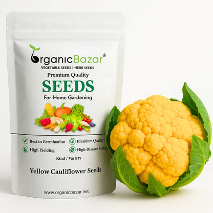 Yellow Cauliflower (Pili Phool Gobhi) Seeds - 40 Seeds (पीली गोभी के बीज) High Germination /Easy to Grow/Ideal for Terrace/Kitchen Gardening