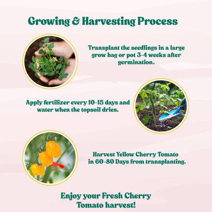 Yellow Grapes Cherry Tomato Seeds (F1 Hybrid)  - 30 Seeds (Tamatar/टमाटर के बीज) High Germination/ Easy to Grow/ Ideal for Terrace/Kitchen Gardening