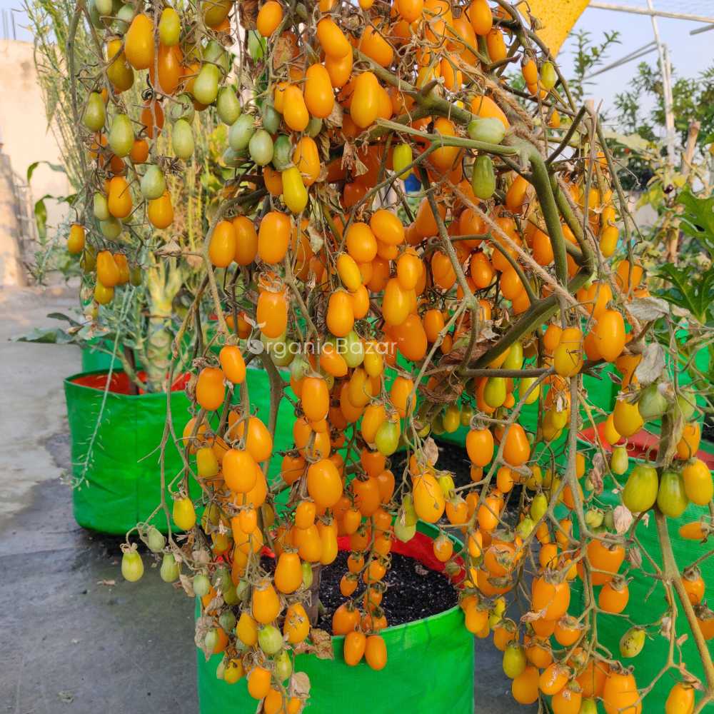 Yellow Grapes Cherry Tomato Seeds (F1 Hybrid)  - 30 Seeds (Tamatar/टमाटर के बीज) High Germination/ Easy to Grow/ Ideal for Terrace/Kitchen Gardening