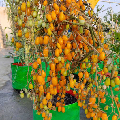 Yellow Grapes Cherry Tomato Seeds (F1 Hybrid)  - 30 Seeds (Tamatar/टमाटर के बीज) High Germination/ Easy to Grow/ Ideal for Terrace/Kitchen Gardening
