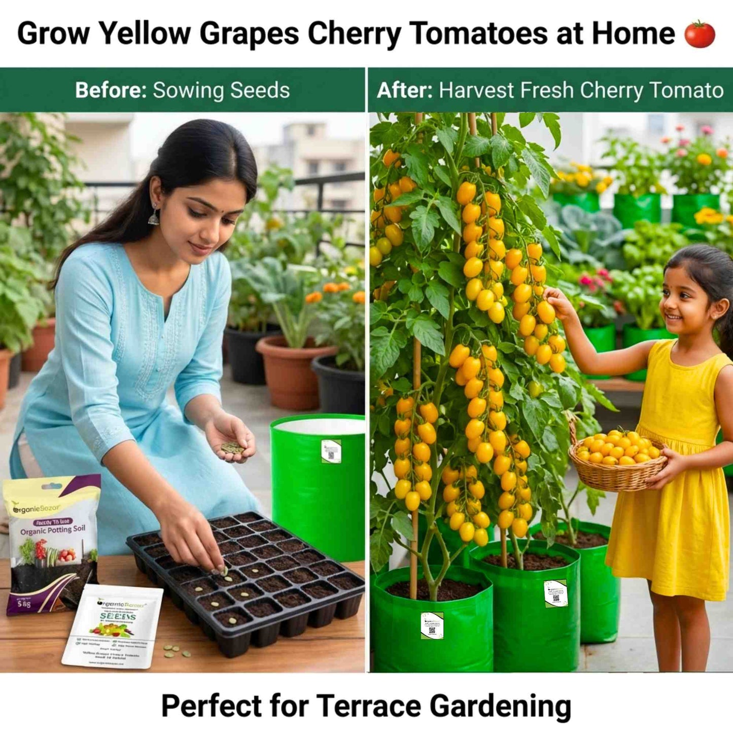 Yellow Grapes Cherry Tomato Seeds (F1 Hybrid)  - 30 Seeds (Tamatar/टमाटर के बीज) High Germination/ Easy to Grow/ Ideal for Terrace/Kitchen Gardening