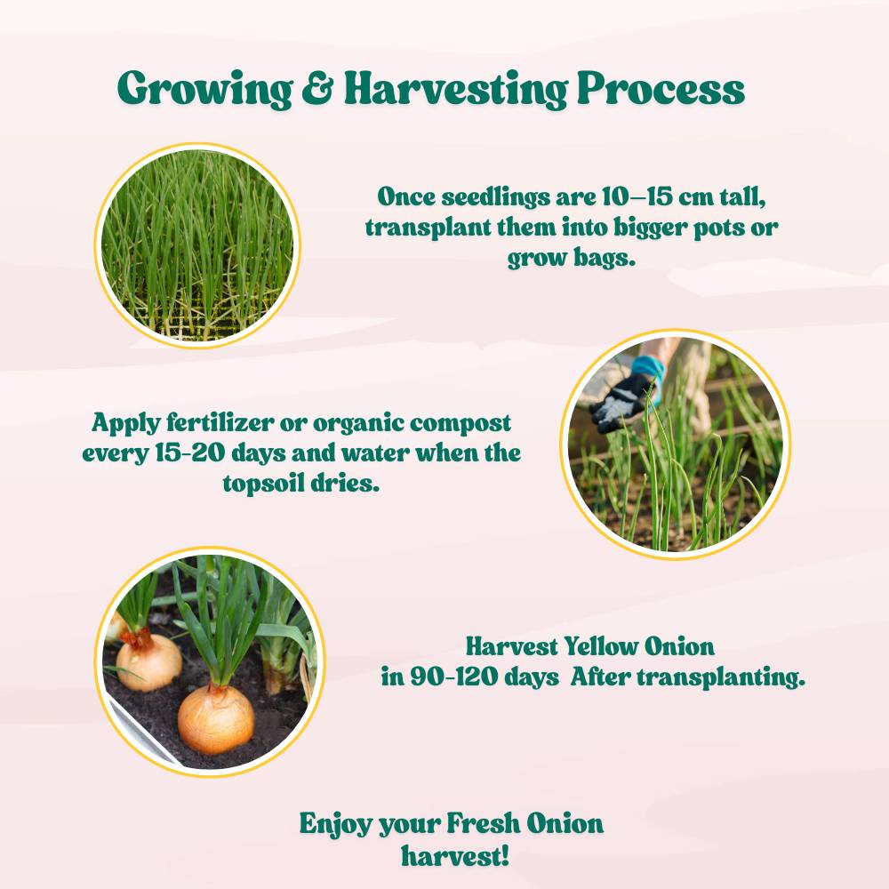 Yellow Onion Seeds - 1000 Seeds (Pili Pyaj/प्याज के बीज) High Yield/High Germination/Best Seeds for Terrace Gardening