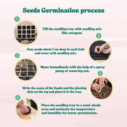 Yellow Onion Seeds - 1000 Seeds (Pili Pyaj/प्याज के बीज) High Yield/High Germination/Best Seeds for Terrace Gardening