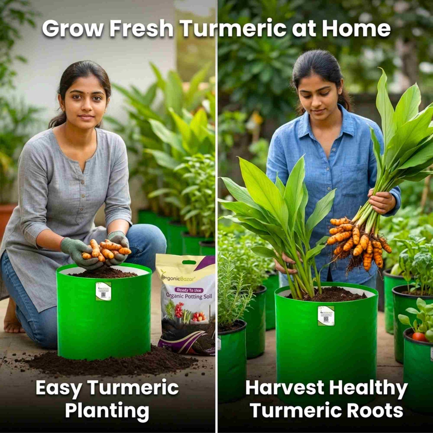 Yellow Turmeric Seeds (Haldi Roots) for Planting (400g)