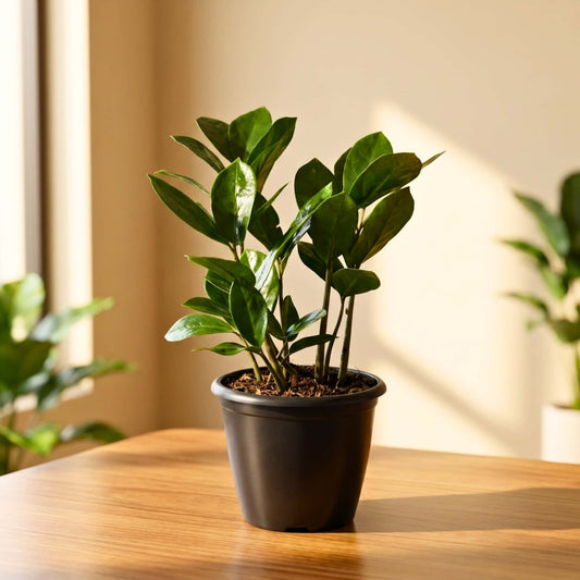 ZZ Plant Green Live Plant | Indoor Air Purifying Ornamental Plant | Ideal for Home & Office