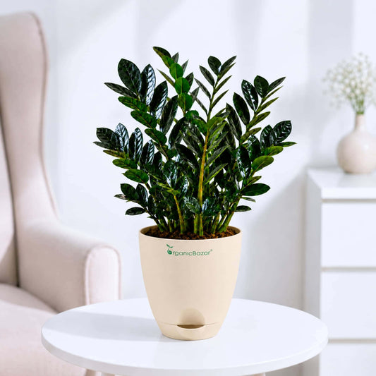 ZZ Plant Black Live Plant | Indoor Air Purifying Ornamental Plant