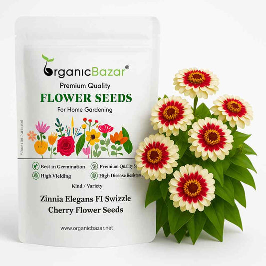 Zinnia Elegans F1 Swizzle Cherry Flower Seeds (20 Seeds) High Germination/ Easy To grow/ Perfect for pots, balconies, or Terrace gardens