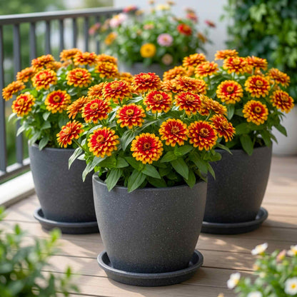 Zinnia Elegans F1 Swizzle Scarlet (Red And Yellow) Flower Seeds (20 Seeds) High Germination/ Easy To grow/ Perfect for pots, balconies, or Terrace gardens