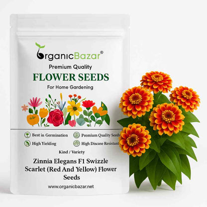 Zinnia Elegans F1 Swizzle Scarlet (Red And Yellow) Flower Seeds (20 Seeds) High Germination/ Easy To grow/ Perfect for pots, balconies, or Terrace gardens