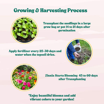 Zinnia Mix Color Flower Seeds (100 Seeds) High Germination/ Easy To grow/ Perfect for pots, balconies, or Terrace gardens