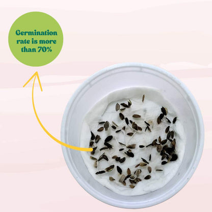 Zinnia Mix Color Flower Seeds (100 Seeds) High Germination/ Easy To grow/ Perfect for pots, balconies, or Terrace gardens