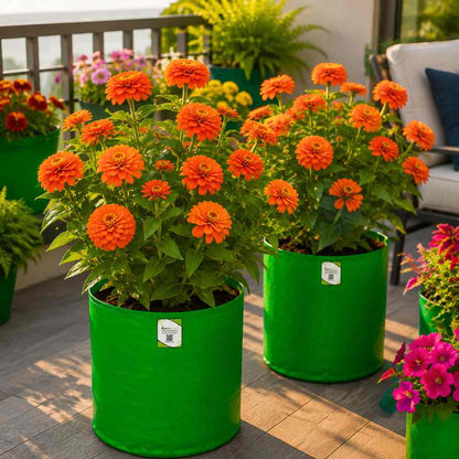 Zinnia Orange Flower Seeds (100 Seeds) High Germination/ Easy To grow/ Perfect for pots, balconies, or Terrace gardens
