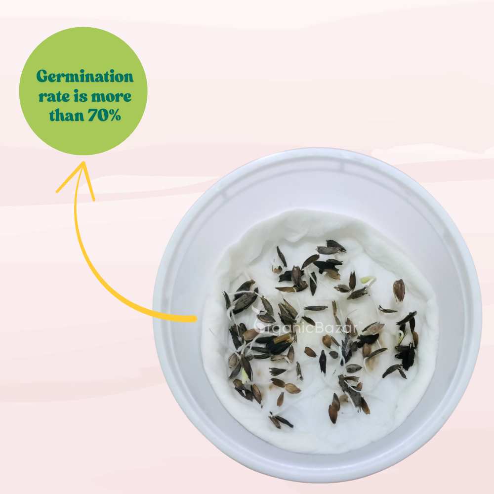 Zinnia Orange Flower Seeds (100 Seeds) High Germination/ Easy To grow/ Perfect for pots, balconies, or Terrace gardens