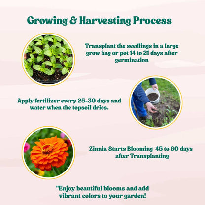 Zinnia Orange Flower Seeds (100 Seeds) High Germination/ Easy To grow/ Perfect for pots, balconies, or Terrace gardens