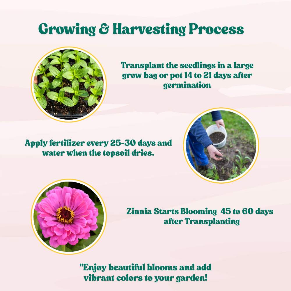 Zinnia Purple Flower Seeds (100 Seeds) High Germination/ Easy To grow/ Perfect for pots, balconies, or Terrace gardens