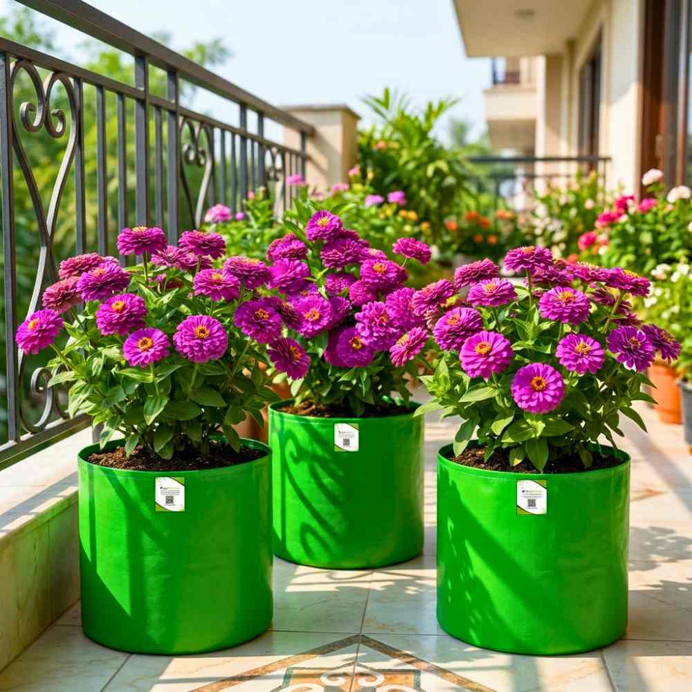 Zinnia Purple Flower Seeds (100 Seeds) High Germination/ Easy To grow/ Perfect for pots, balconies, or Terrace gardens
