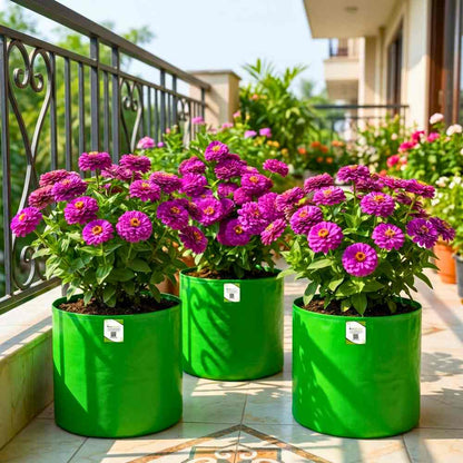 Zinnia Purple Flower Seeds (100 Seeds) High Germination/ Easy To grow/ Perfect for pots, balconies, or Terrace gardens