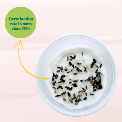 Zinnia Red Flower Seeds (100 Seeds) High Germination/ Easy To grow/ Perfect for pots, balconies, or Terrace gardens