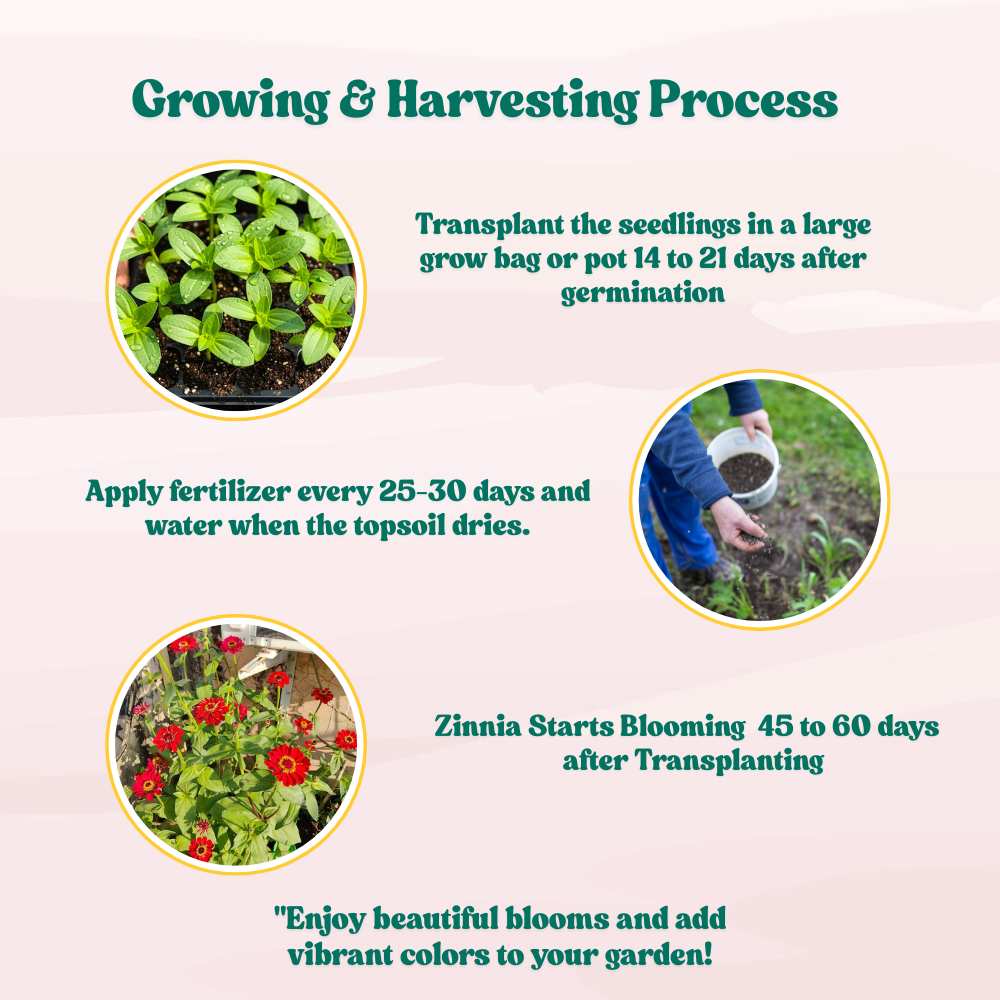 Zinnia Red Flower Seeds (100 Seeds) High Germination/ Easy To grow/ Perfect for pots, balconies, or Terrace gardens