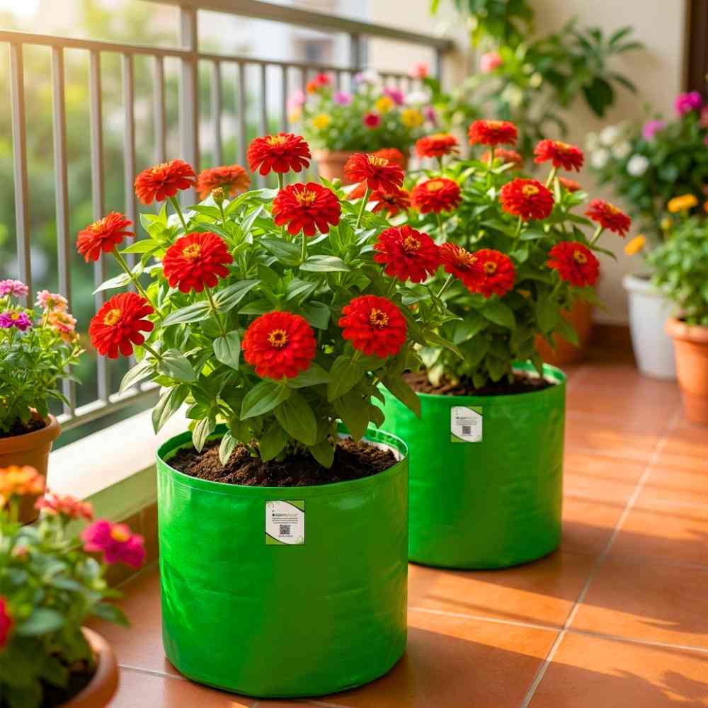 Zinnia Red Flower Seeds (100 Seeds) High Germination/ Easy To grow/ Perfect for pots, balconies, or Terrace gardens