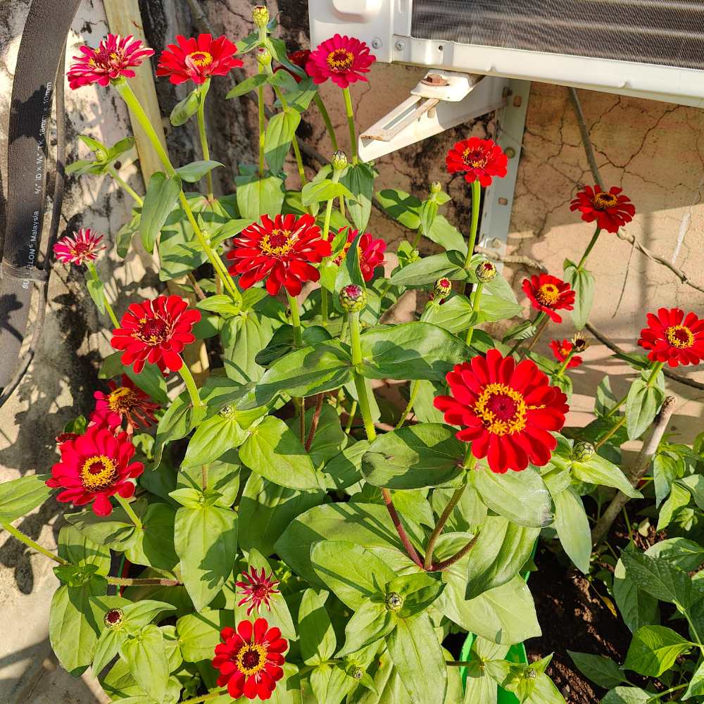 Zinnia Red Flower Seeds (100 Seeds) High Germination/ Easy To grow/ Perfect for pots, balconies, or Terrace gardens