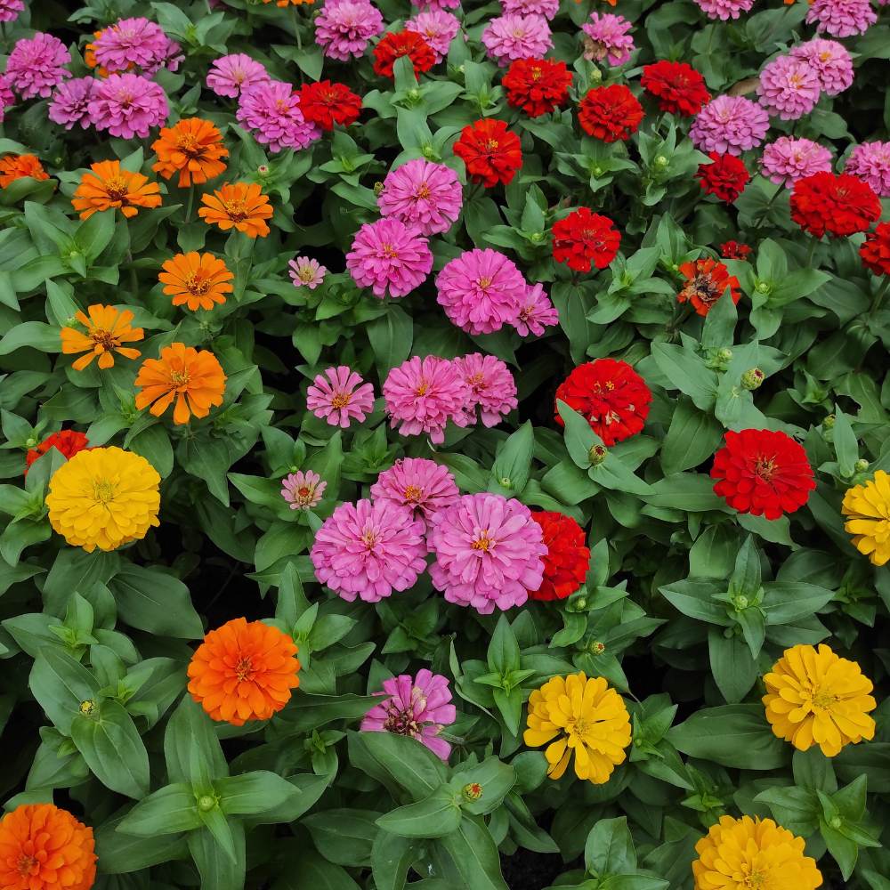 Buy Best Quality Zinnia Tall Double Mix Flower Seeds Online - Organicbazar