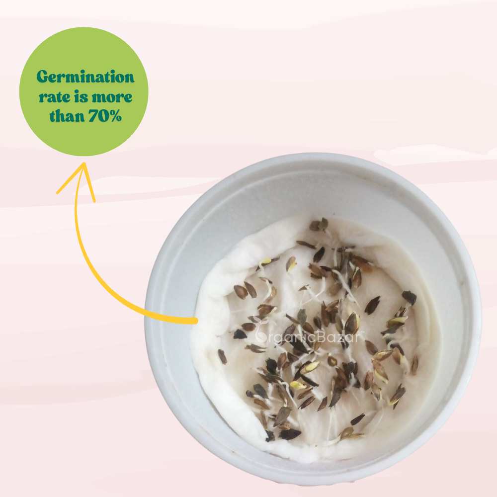 Zinnia Tall Double Mix Flower Seeds (100 Seeds) High Germination/ Easy To grow/ Perfect for pots, balconies, or Terrace gardens