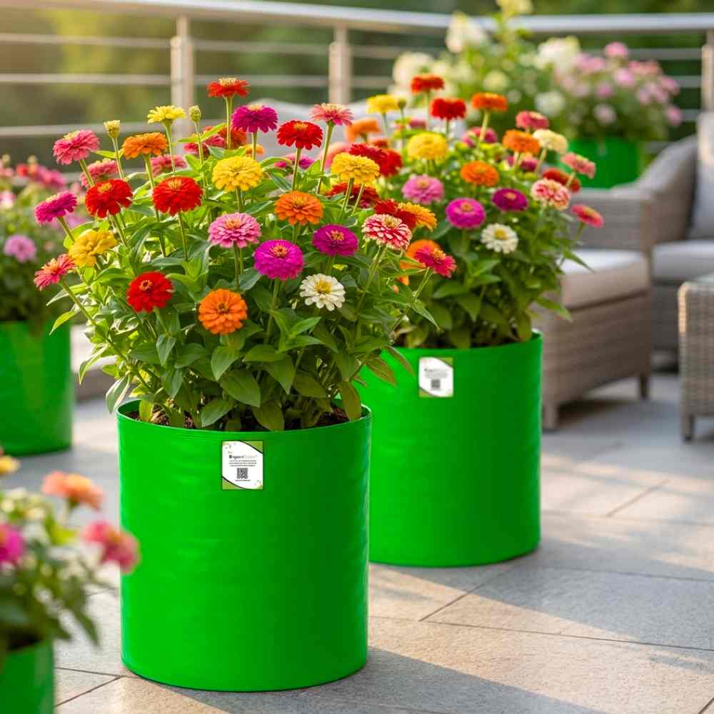 Zinnia Tall Double Mix Flower Seeds (100 Seeds) High Germination/ Easy To grow/ Perfect for pots, balconies, or Terrace gardens