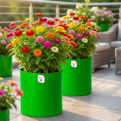 Zinnia Tall Double Mix Flower Seeds (100 Seeds) High Germination/ Easy To grow/ Perfect for pots, balconies, or Terrace gardens