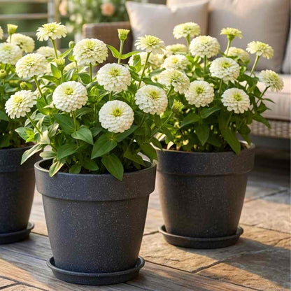 Zinnia White Flower Seeds (100 Seeds) High Germination/ Easy To grow/ Perfect for pots, balconies, or Terrace gardens