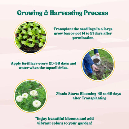 Zinnia White Flower Seeds (100 Seeds) High Germination/ Easy To grow/ Perfect for pots, balconies, or Terrace gardens