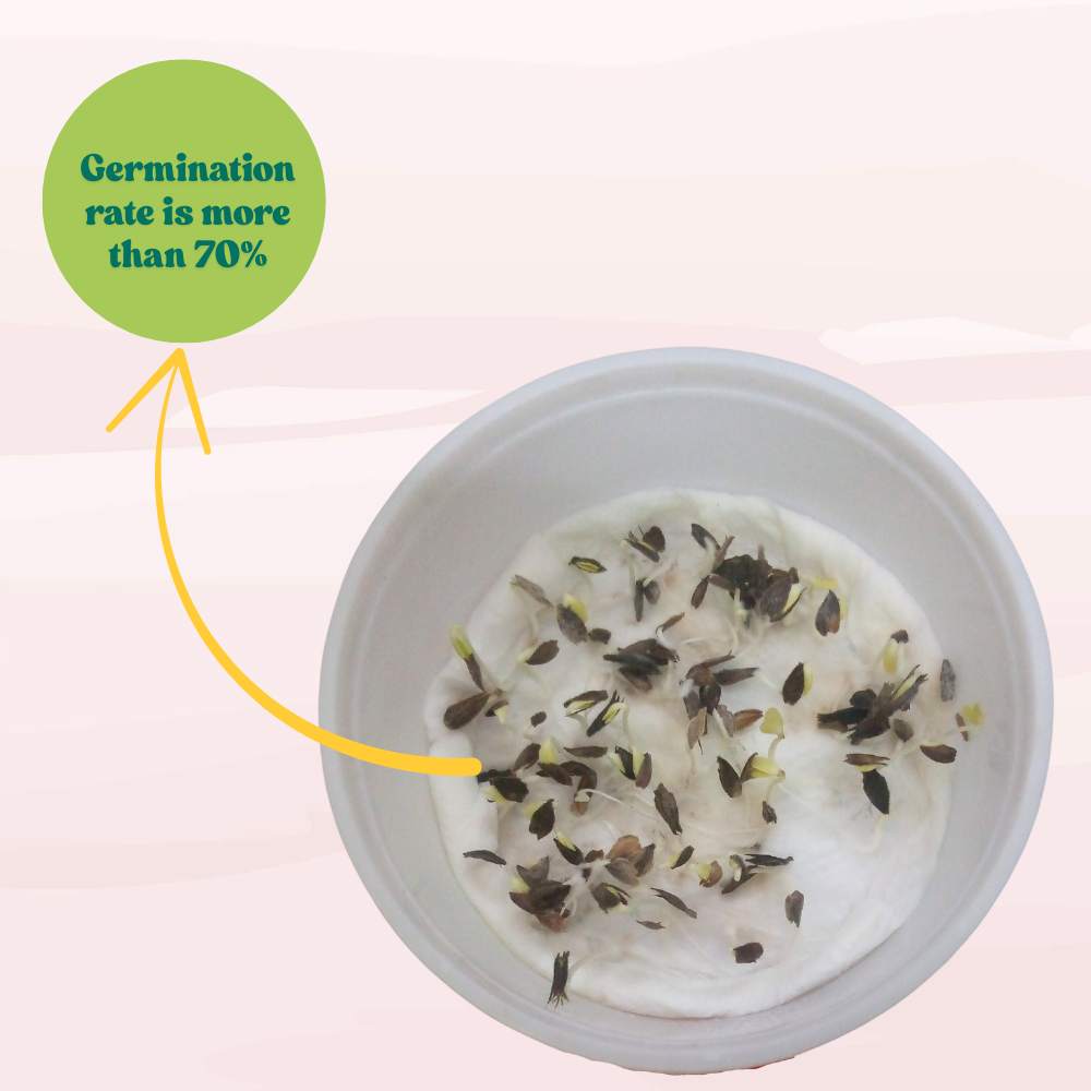 Zinnia Yellow Flower Seeds (100 Seeds) High Germination/ Easy To grow/ Perfect for pots, balconies, or Terrace gardens