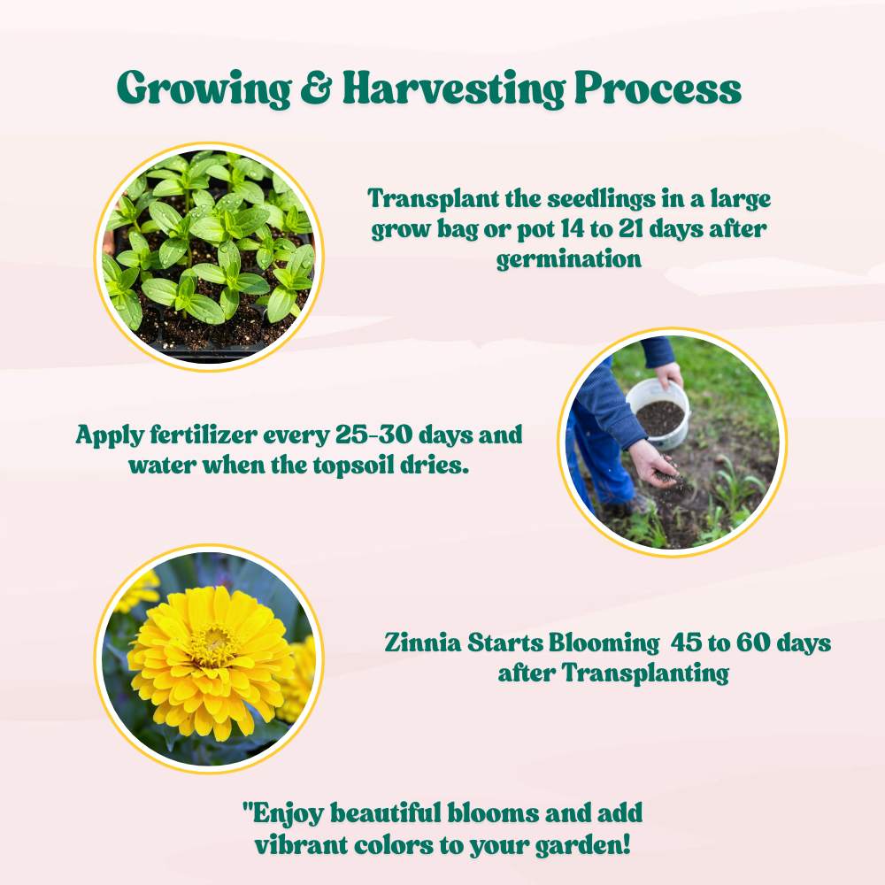 Zinnia Yellow Flower Seeds (100 Seeds) High Germination/ Easy To grow/ Perfect for pots, balconies, or Terrace gardens