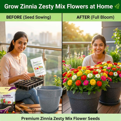 Zinnia Zesty Mix Color Flower Seeds (20 Seeds) High Germination/ Easy To grow/ Perfect for pots, balconies, or Terrace gardens