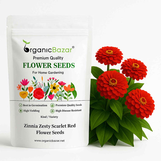 Zinnia Zesty Scarlet Red Flower Seeds (20 Seeds) High Germination/ Easy To grow/ Perfect for pots, balconies, or Terrace gardens