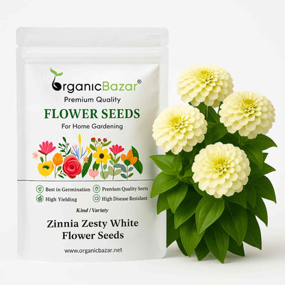 Zinnia Zesty White Flower Seeds (20 Seeds) High Germination/ Easy To grow/ Perfect for pots, balconies, or Terrace gardens