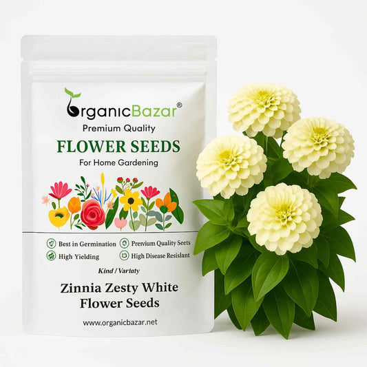 Zinnia Zesty White Flower Seeds (20 Seeds) High Germination/ Easy To grow/ Perfect for pots, balconies, or Terrace gardens