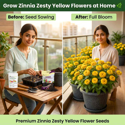 Zinnia Zesty Yellow Flower Seeds (20 Seeds) High Germination/ Easy To grow/ Perfect for pots, balconies, or Terrace gardens