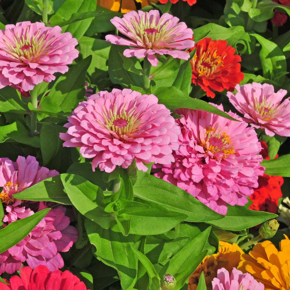 Zinnia Mix Color Flower Seeds (100 Seeds) High Germination/ Easy To grow/ Perfect for pots, balconies, or Terrace gardens